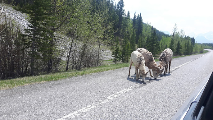 Chopperlogo's tweet image. Mountain Goats licking the salt of the road in Alberta, Canada!! 🐐