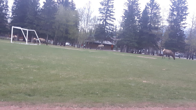 Chopperlogo's tweet image. Elk in the middle of the soccer field in the town of Canmore, Alberta!!⚽️