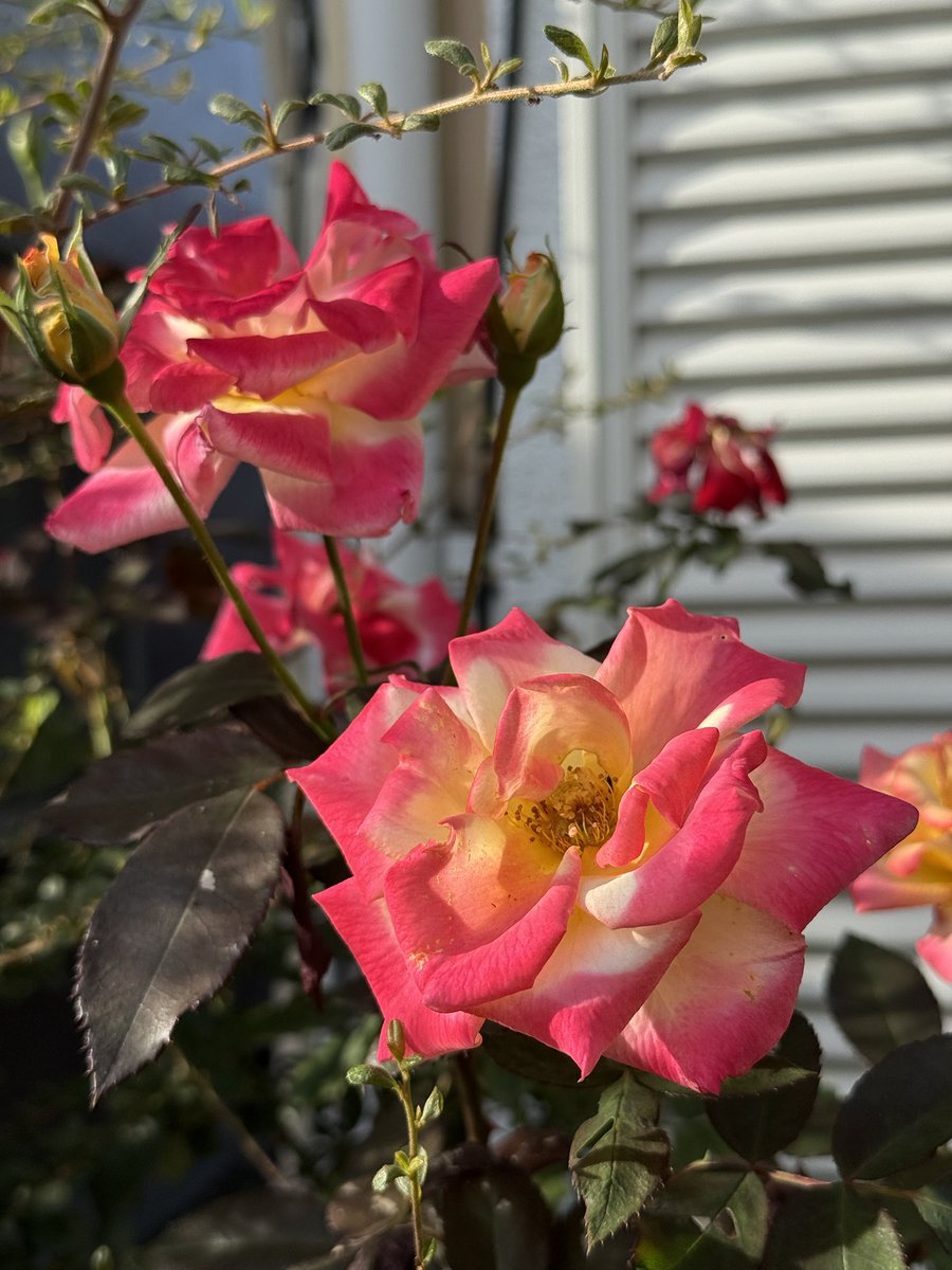 hiro731's tweet photo. 綺麗な薔薇
#観葉植物
#観葉植物好き
#観葉植物好きな人と繋がりたい
#エバーフレッシュ
#ユーカリ　
#ガジュマル
#ハオルチア
#サボテン
#コーヒーの木
#黒法師 https://t.co/bjRxyoVZfC