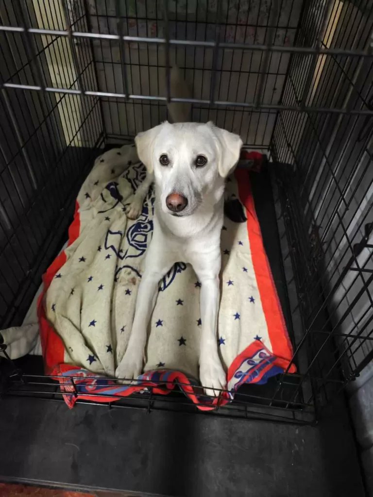 2yr old Oakley has been returned to the Rescue after her adoption didnt go as planned She is an absolute stunner boasting white blonde fur that’s soft to the touch, ideal for snuggles. Her charming floppy ears and large, expressive puppy eyes make her a standout beauty
#mansfield