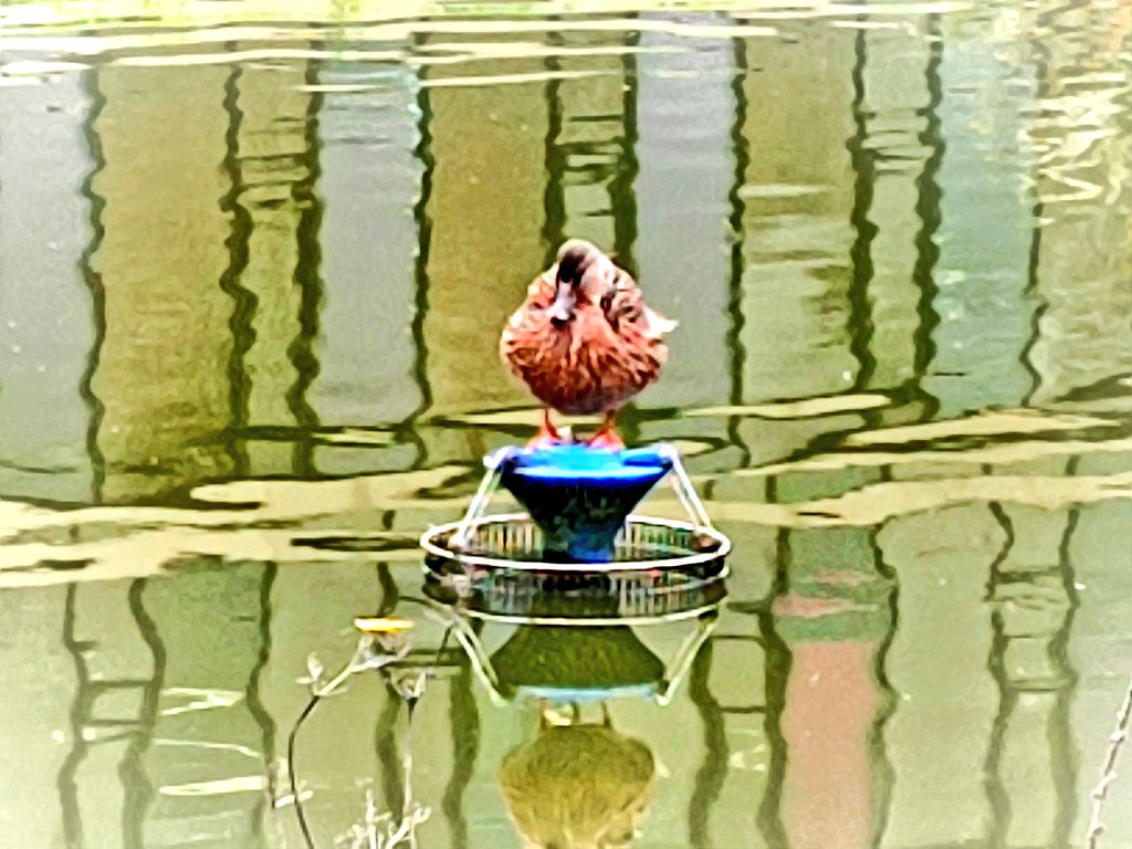 Denise Wilton tweet media