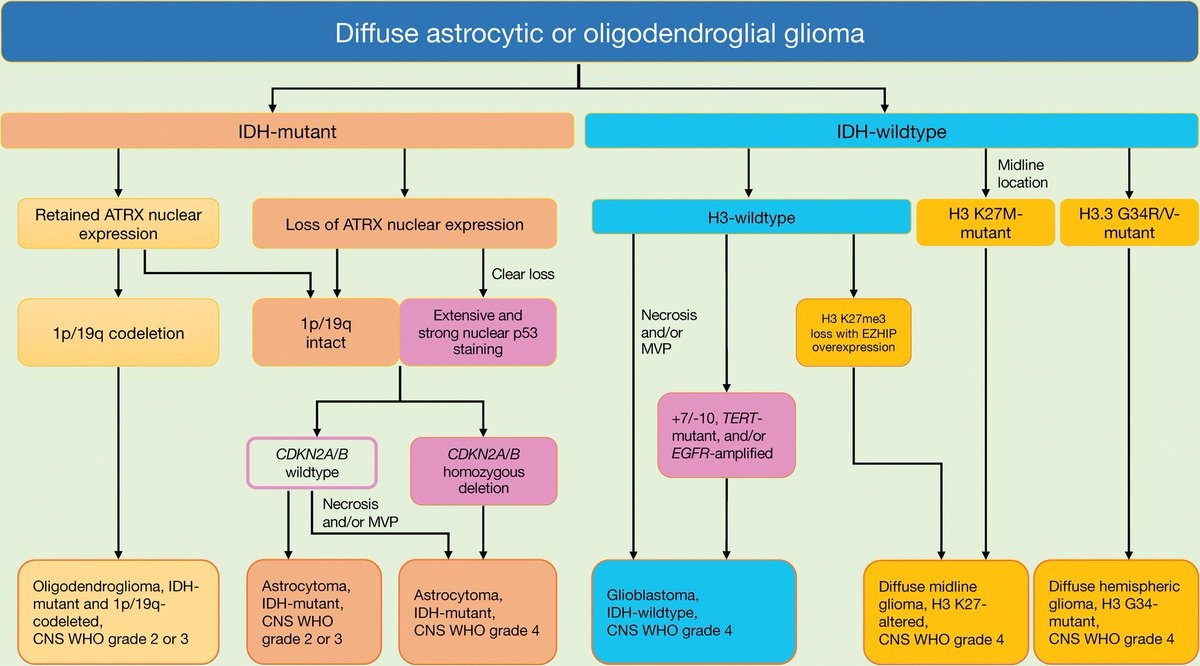 thejourneymate's tweet photo. Diagnostic Algorithm of Adult Diffuse Astrocytic or Oligodendroglial Glioma 🔬

https://t.co/YwOPkQziqw https://t.co/KSdB1D5DZQ