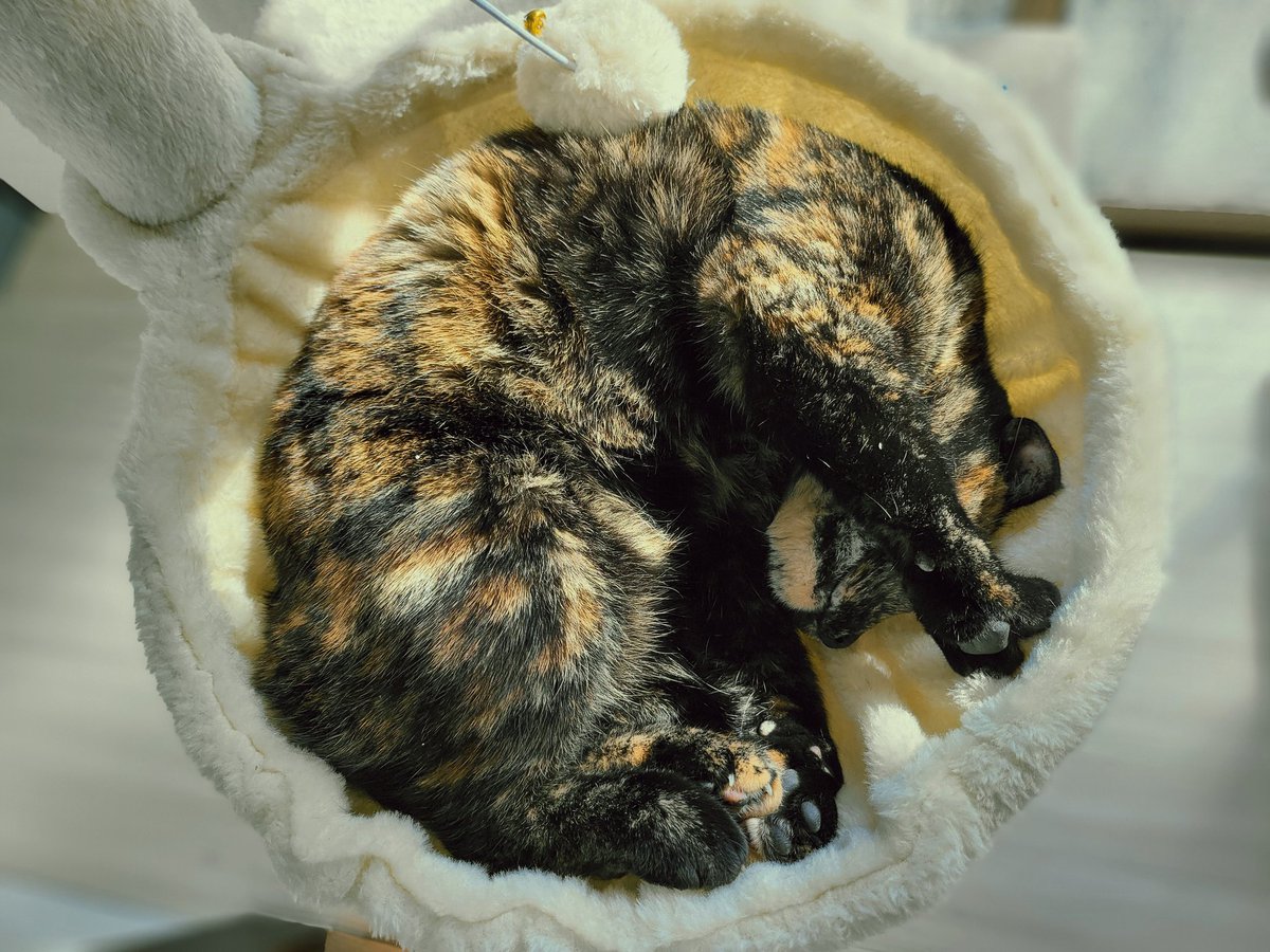 358Calcifer's tweet photo. おやすみなさい
 #キリトリセカイ
 #猫好きさんと繋がりたい 
 #写真好きな人と繋がりたい 
 #ファインダー越しの私の世界 https://t.co/UaGECIBY7J