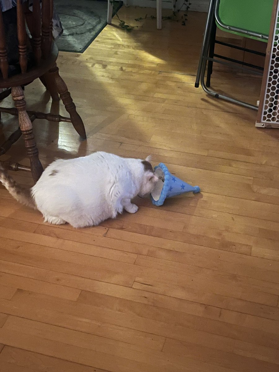 Métapol tweet media