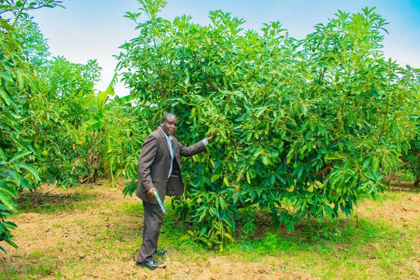 SiayaRotary's tweet photo. Wonderful sensitization training at an avocado model farmer at Lwandanyi village in Sirisia Sub County, Bungoma County, KENYA. We are partnering with the Rotary Club of Bungoma Magharibi &amp; The Rotary Club of Tuli, USA on an avocado Project #RotaryInternational #TheMagicofaRotary https://t.co/NGhes6VgUh
