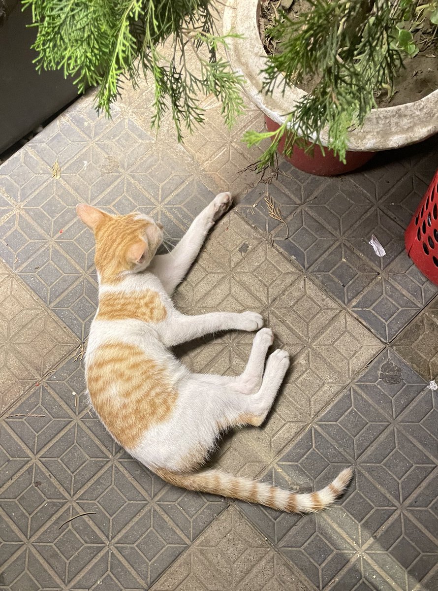 I wanna be a cat. Khali khabo ghumabo aar meow meow korbo. No pera in life 🥹🐈🩶