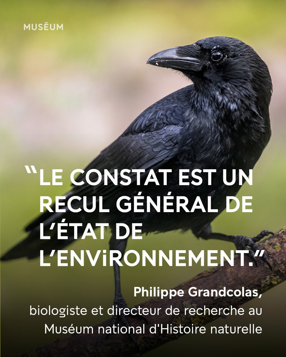 🟢 #COP16 et déclin de la #biodiversité : à quel monde s’attendre si nous ne changeons pas bientôt nos politiques ?

📰 Lisez notre entretien avec <a href="/pgISYEB/">Philippe Grandcolas</a>, biologiste et directeur de recherche @ISYEB_UMR au Muséum 👉 mnhn.fr/fr/utiliser-la…