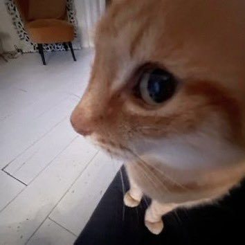 🐈‍⬛tan tweet media