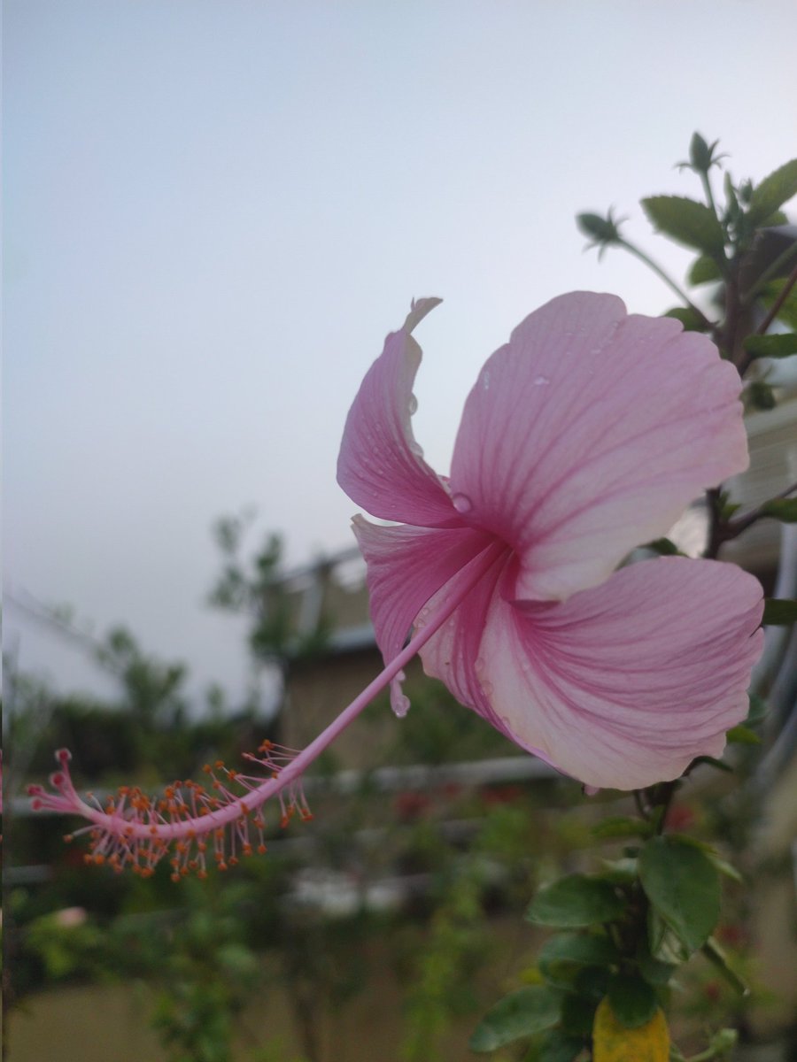 mrdmaksud's tweet photo. প্রকৃতির হাসি!!
#flower
#nature
#NatureBeauty 
#Bangladesh 
#khagrachari 
#mrdmaksud https://t.co/tYLCib17kM