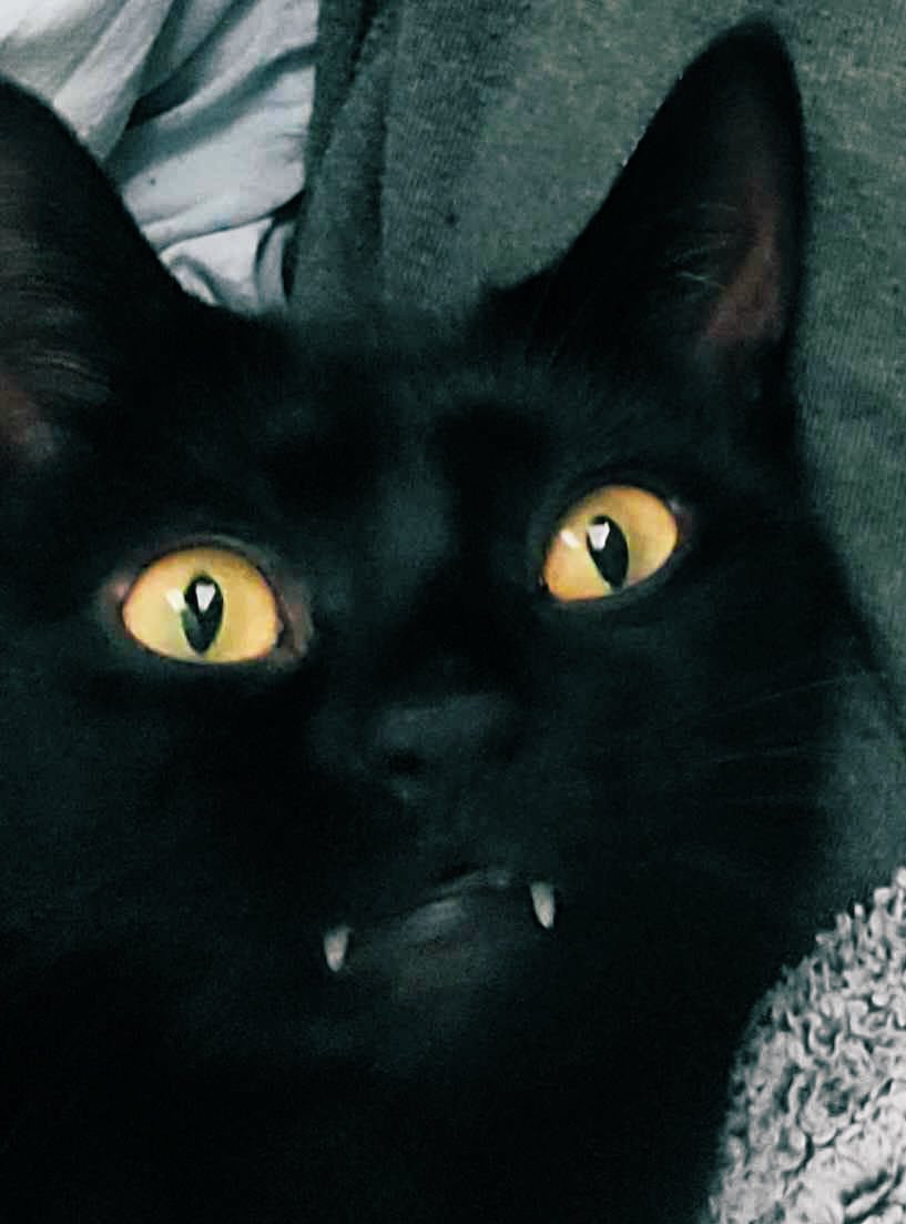 CatsofGameStop's tweet photo. Vampurrrrrr watchin @gamestop…

#cantstopwontstop 💜🐈‍⬛🐾🐾 https://t.co/ZtOo7L947i
