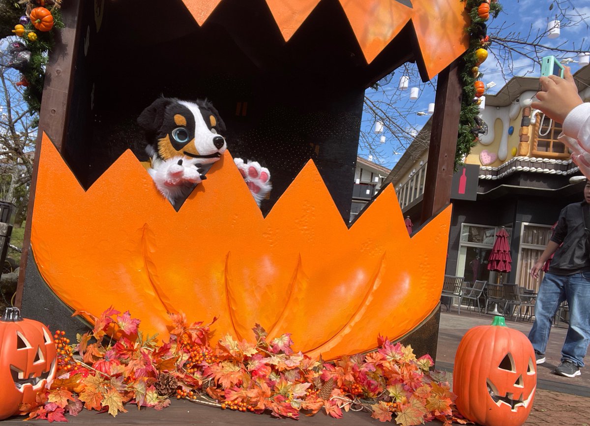 FurryRalf's tweet photo. お菓子をください🍭🎃 #furry #Kemocon16 #kemono #オスシェパラルフ https://t.co/zdmq2JoRGy
