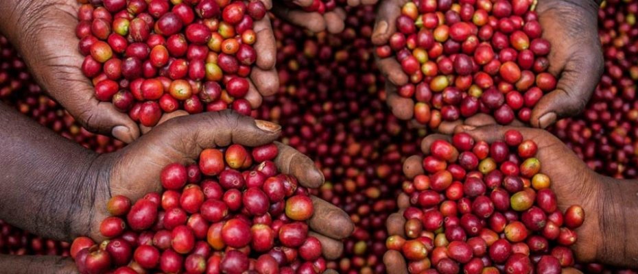 bbstvug's tweet photo. #KuMulamwa | Olowooza abalimi balina kulinnyisa batya omutindo gw’emmwanyi okwongera okugaziya akatale? Endowooza yo egenda kusomebwa butereevu mu mawulire #Gambuuze https://t.co/pNkznmnW8j