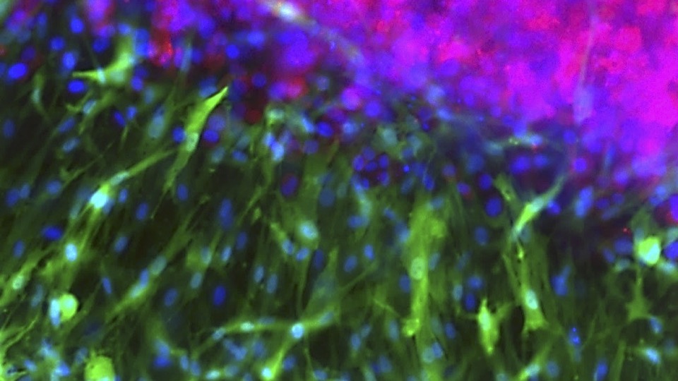 mcguiganlab tweet media