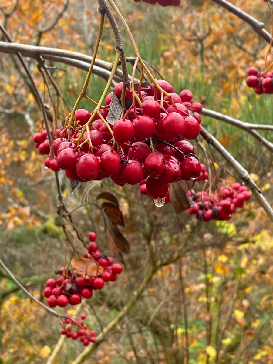 Dave Tubby tweet media