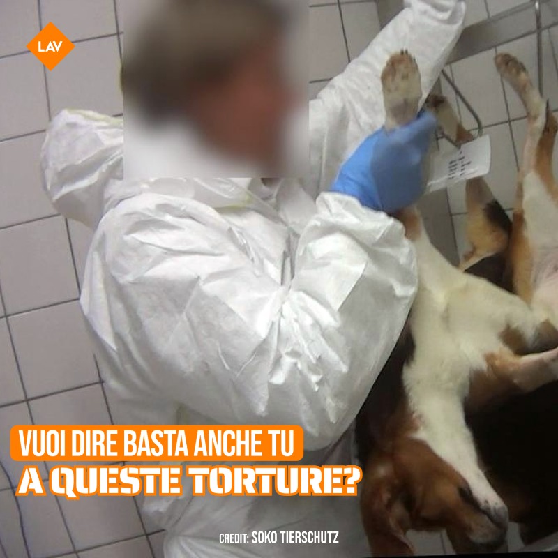 LAV_Italia's tweet photo. Se per te non è accettabile che un animale subisca esperimenti cruenti e dolorosi passando la sua intera vita chiuso in gabbia, firma la nostra petizione!
Insieme siamo già riusciti a evitare che riaprissero allevamenti di cani, gatti e scimmie destinati alla sperimentazione! 👇