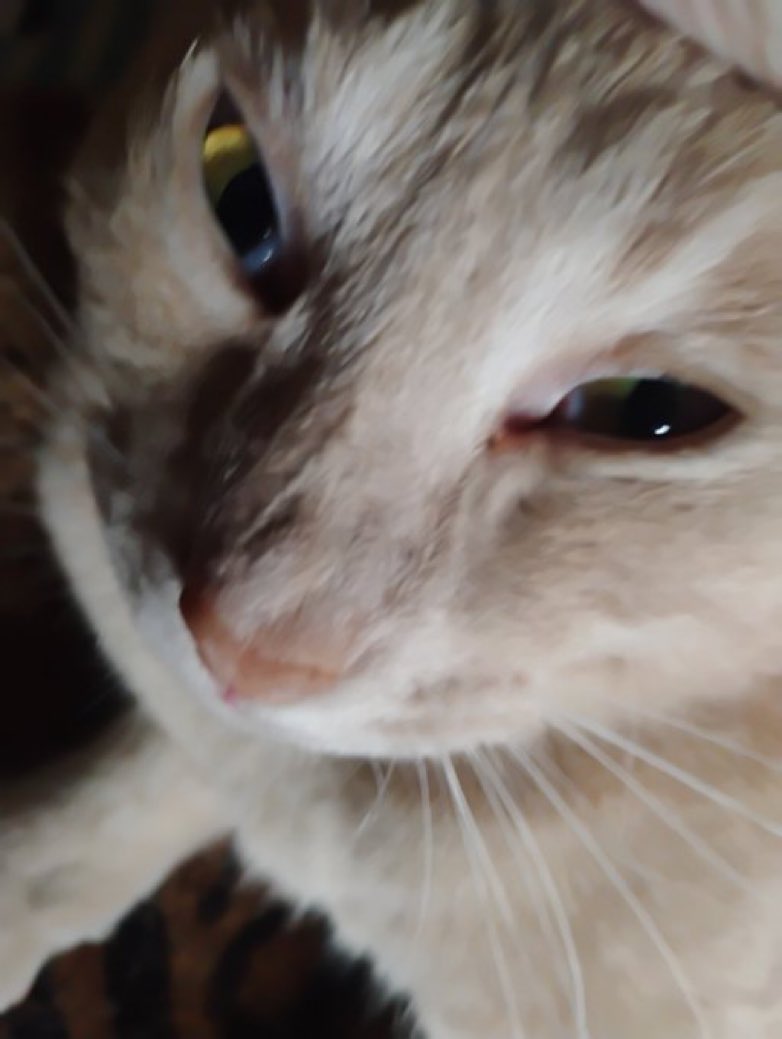 CatsHeld's tweet photo. https://t.co/UApmKqpnIR