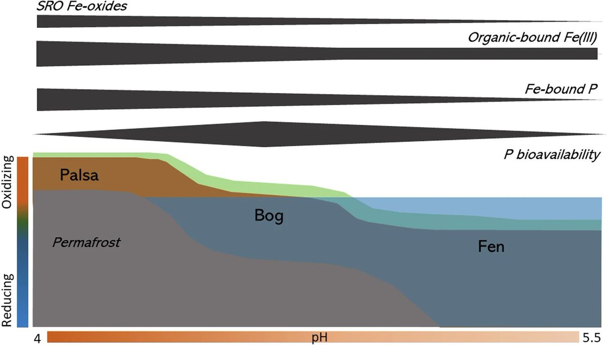 Communications Earth & Environment (@commsearth) on Twitter photo 🚨Thawing of #permafrost in peatlands decreases the immobilization and retention of #phosphate with Fe oxides and releases initially sorbed phosphate.
<a href="/emh824/">Elizabeth Herndon</a> @lkcBiogeochem @caseycbryce @c_smith287 <a href="/GeomicroTueb/">Tuebingen Geomicrobiology</a>
📌Read more: nature.com/articles/s4324… 🚨Thawing of #permafrost in peatlands decreases the immobilization and retention of #phosphate with Fe oxides and releases initially sorbed phosphate.
<a href="/emh824/">Elizabeth Herndon</a> @lkcBiogeochem @caseycbryce @c_smith287 <a href="/GeomicroTueb/">Tuebingen Geomicrobiology</a>
📌Read more: nature.com/articles/s4324…