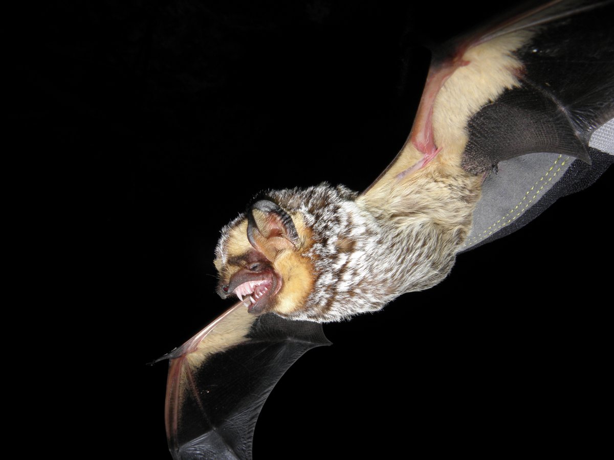 BLMUtah's tweet photo. #DYK Many bats use echolocation to navigate and find food in the dark. They emit high-frequency sounds that bounce off objects, helping them "see" in complete darkness.
🦇 📷 by Cameron McQuivey, BLM Utah
#BatMonth #BatWeek #WildlifeWednesday | @blmnational | @interior https://t.co/NroLjNhFmf