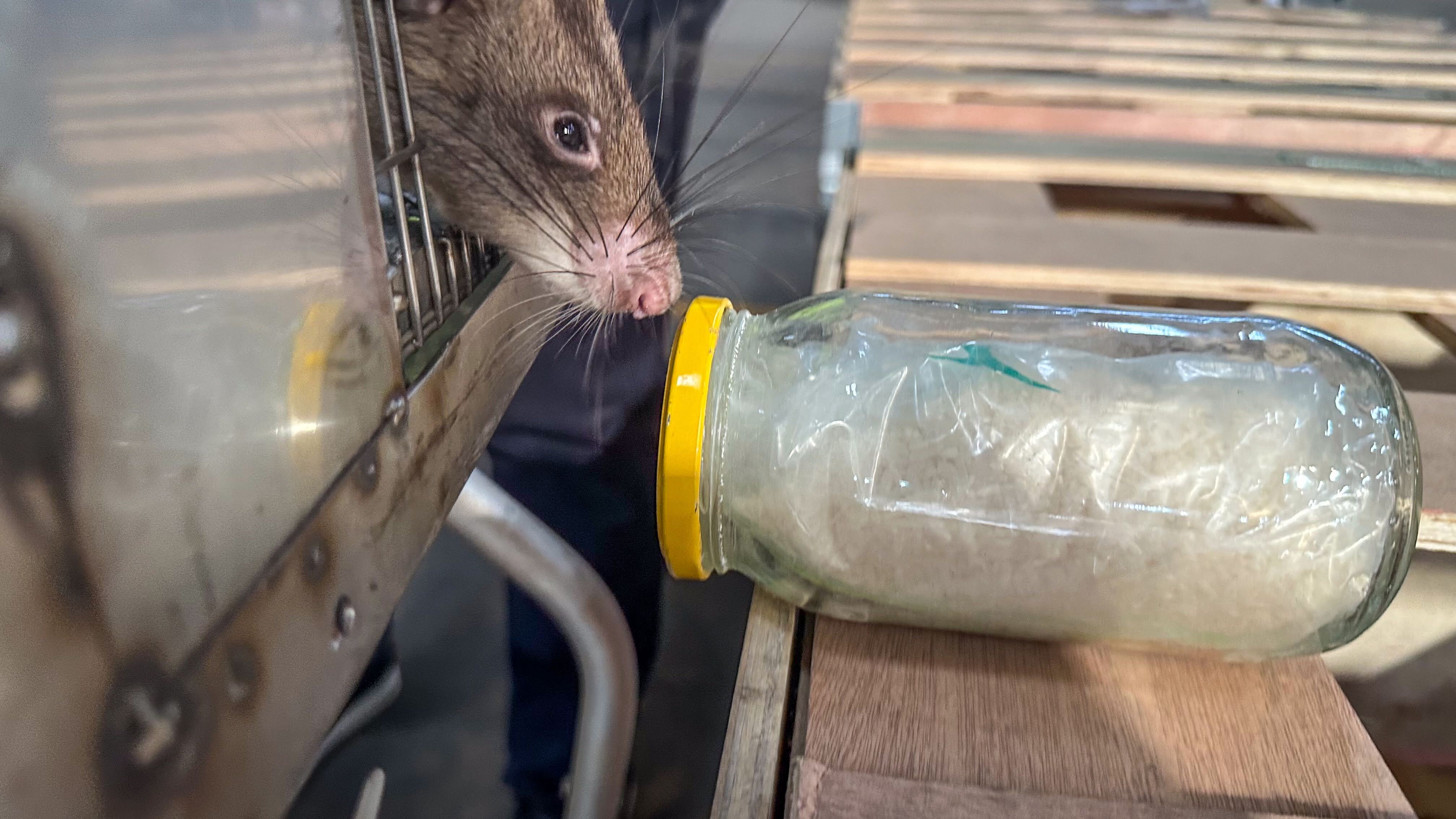 African giant pouch rat sniffing a substance in a sealed jar