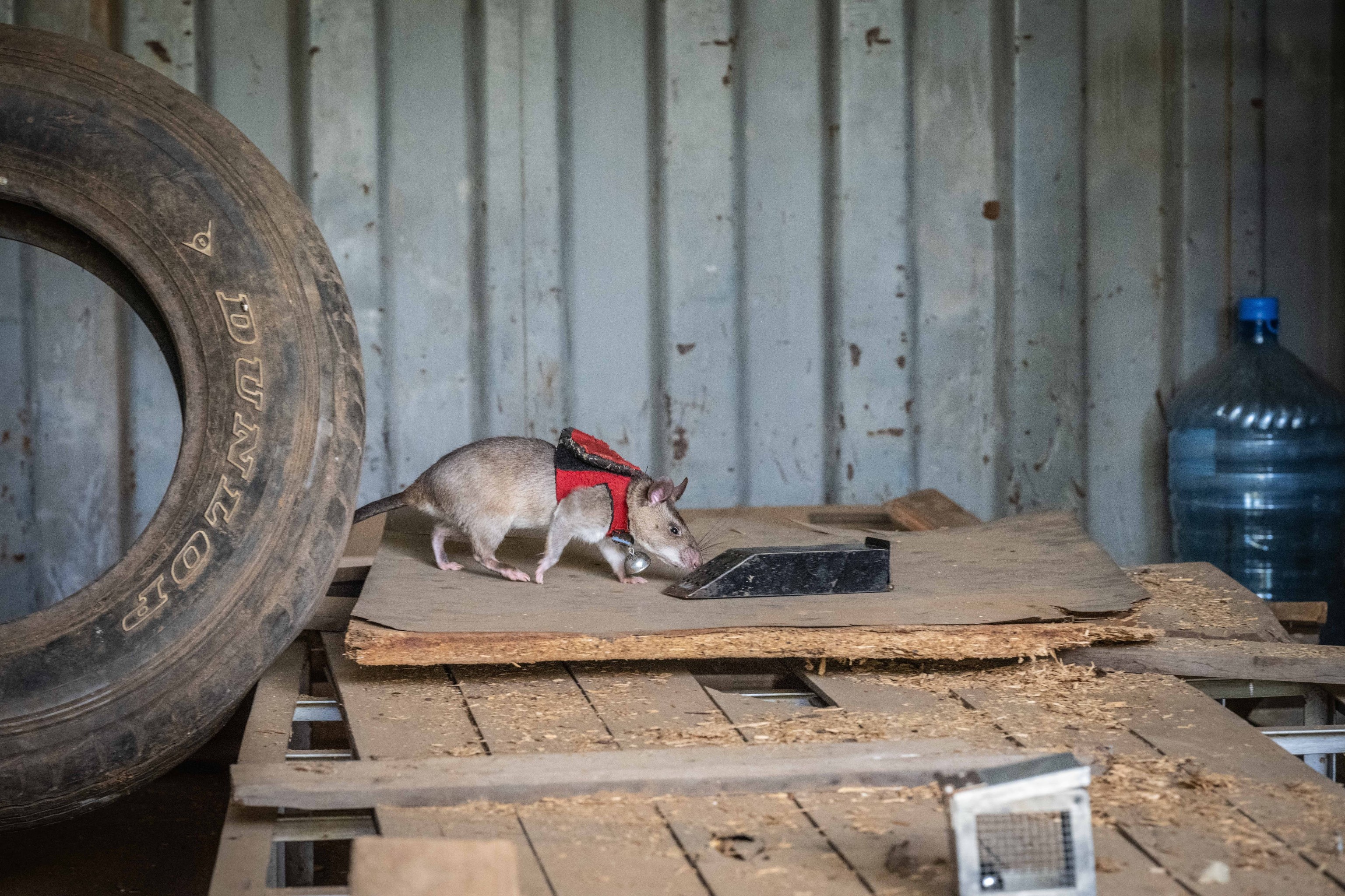 A trained rat wearing a custom vest with a ball switch