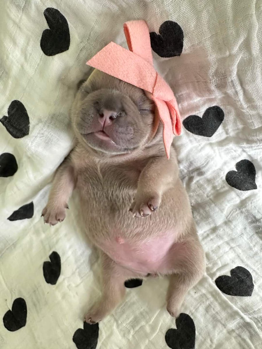 Frenchie Owners tweet media