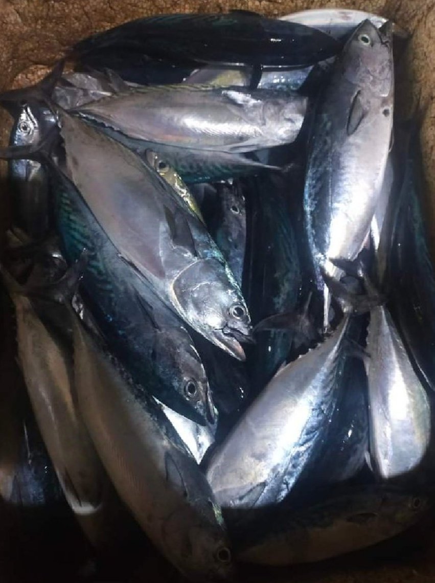 AndriyaniMirda's tweet photo. Rabu, (30/10/2024), Luhkan Kab. Bolmong melaporkan hsl tangkapan ikan KUB Malalugis Jaya sebanyak 85 ekor dengan harga jual Rp. 20.000/ekor
#GiatLuhkanSatminkalBitung
#Luhlapor#Produksi
@bpppbitung https://t.co/Swphtre8Ix