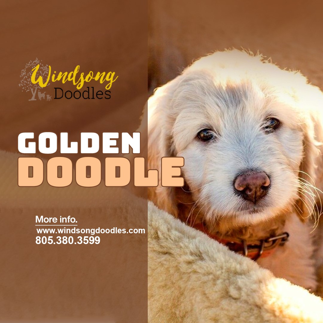 labradoodlemoon's tweet image. Find your ideal Goldendoodle in Southern California with Windsong Doodles. Our puppies are known for their friendly demeanor and fluffy coats. Make your family complete today with one of our Goldendoodles.

bit.ly/3QIHsFD 

#DoodleFamily #CaliforniaPets #PetLovers