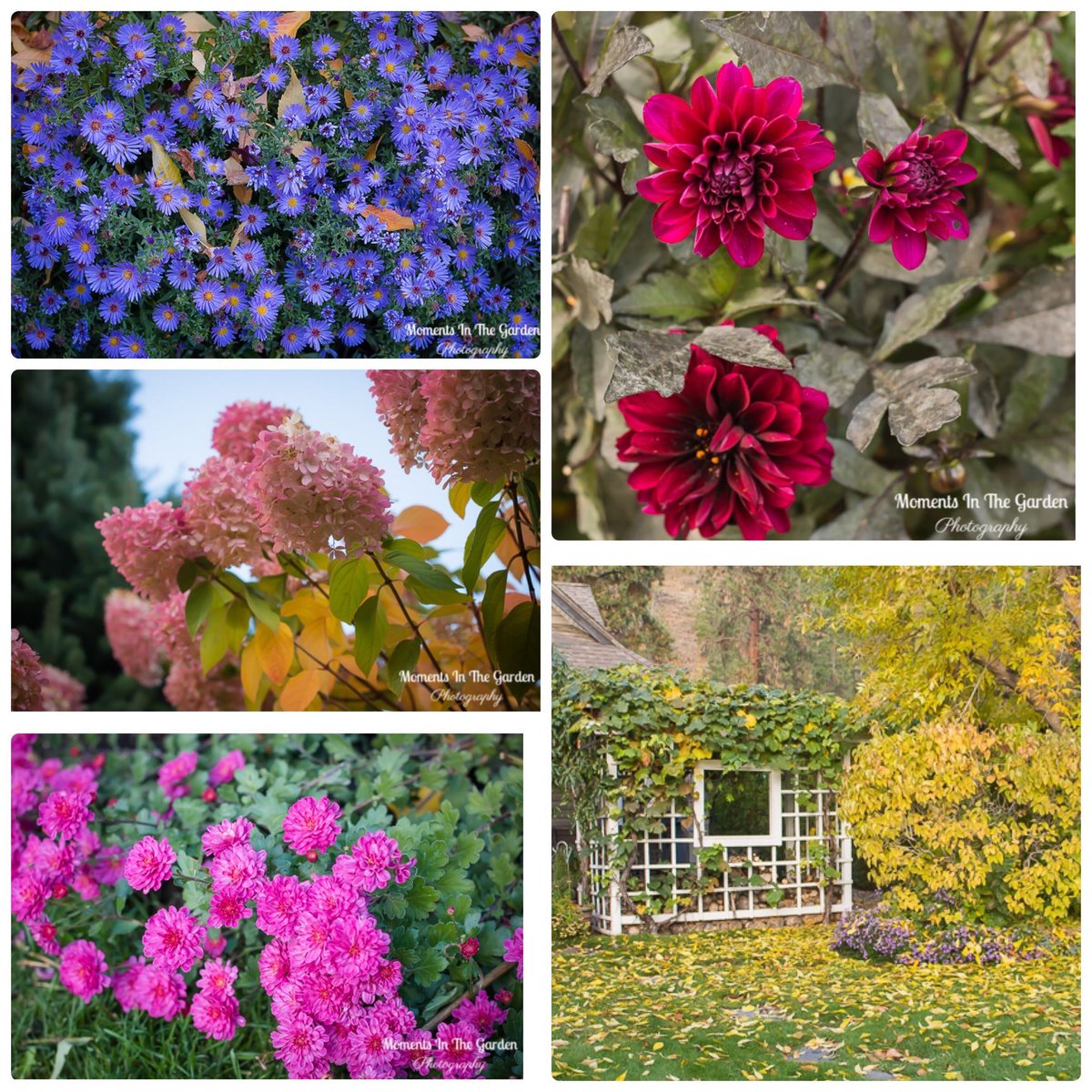 MomentsintheG's tweet image. End of October garden.  It has been a lovely fall with beautiful colours in my garden.  #endofoctobergarden #fallgarden #fallcolours #momentsinthegardenphotography