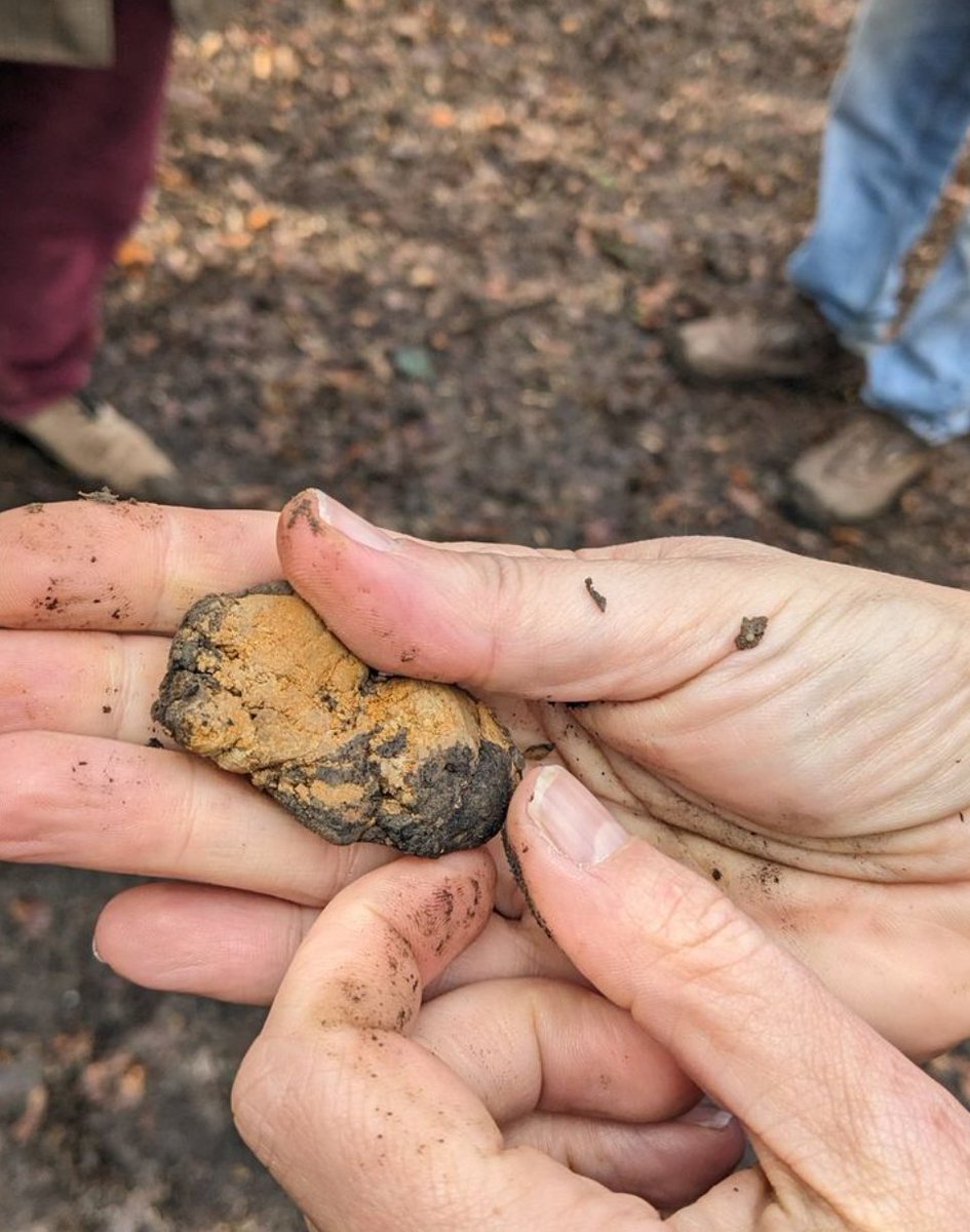 The clay🏺

One of the reasons why the Roman potters chose Highgate Wood was because of its access to clay.

Visit the temporary Roman kiln exhibition at <a href="/ColHighgateWood/">Highgate Wood</a>  to find out more.