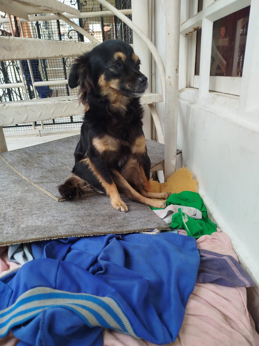 ¿Recuerdan a la perrita que fue lanzada desde un tercer piso en Cali? ¡Ya tiene un hogar de paso! Le enviaron medicamentos y, Johana, quién la está cuidando en casa, nos pide ayuda para conseguirlos. ¿Puedes darle una manita para sus medicamentos? Escríbe  318 3932990.