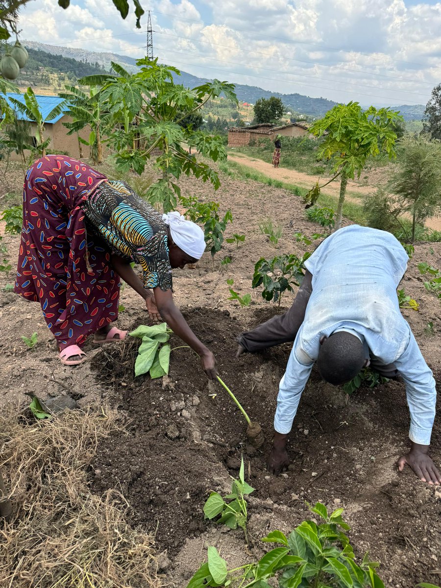 FXBRwanda's tweet photo. In alignment with the @RwandaGov initiative to plant 65 million trees, to combat climate change and conserve the environment, @FXBRwanda and partners, through #REPES/VillageFXB Musambira project, distributed 26,480 trees; 6,620 papaya, 6,620 tomato trees, 6,620 grevillea, and 6,620 calliandra seedlings to 1,323 project participants from @Kamonyi district. Each household received 20 trees (5 of each type) to prevent malnutrition and environmental conservation. An additional 3,000 passion fruit and 2,500 avocado seedlings will be distributed in December 2024
@EnvironmentRw @FXBIntl
#GreenRwanda #ClimateAction #Endingmalnutrition