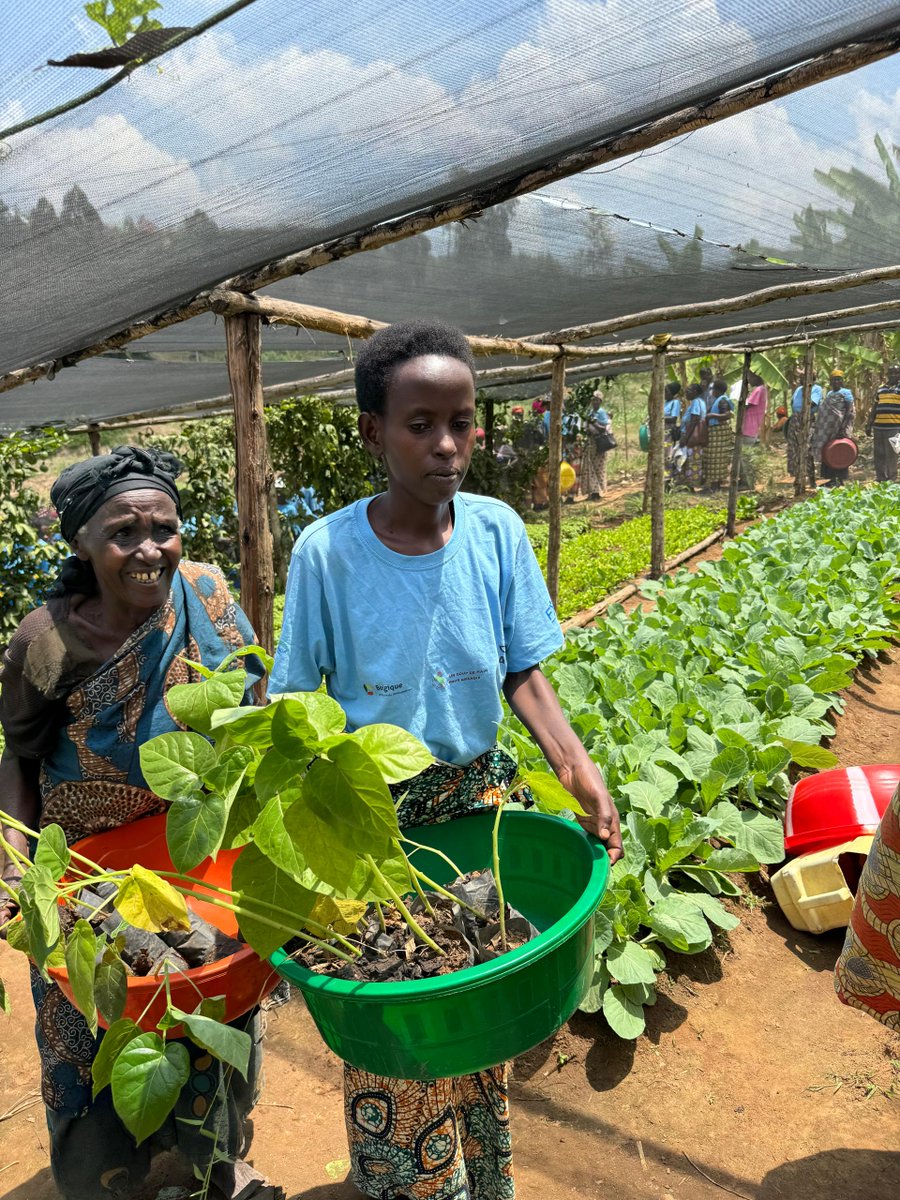 FXBRwanda's tweet photo. In alignment with the @RwandaGov initiative to plant 65 million trees, to combat climate change and conserve the environment, @FXBRwanda and partners, through #REPES/VillageFXB Musambira project, distributed 26,480 trees; 6,620 papaya, 6,620 tomato trees, 6,620 grevillea, and 6,620 calliandra seedlings to 1,323 project participants from @Kamonyi district. Each household received 20 trees (5 of each type) to prevent malnutrition and environmental conservation. An additional 3,000 passion fruit and 2,500 avocado seedlings will be distributed in December 2024
@EnvironmentRw @FXBIntl
#GreenRwanda #ClimateAction #Endingmalnutrition