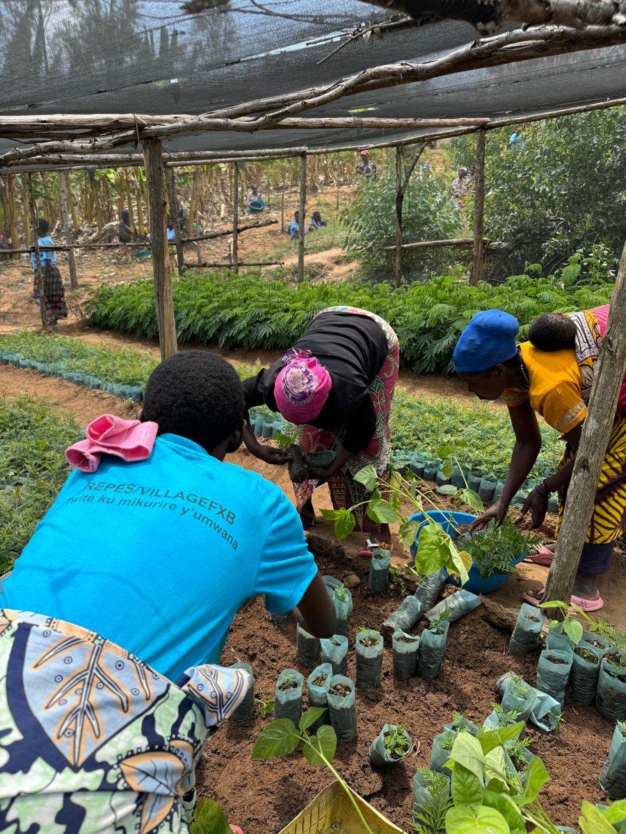 FXBRwanda's tweet photo. In alignment with the @RwandaGov initiative to plant 65 million trees, to combat climate change and conserve the environment, @FXBRwanda and partners, through #REPES/VillageFXB Musambira project, distributed 26,480 trees; 6,620 papaya, 6,620 tomato trees, 6,620 grevillea, and 6,620 calliandra seedlings to 1,323 project participants from @Kamonyi district. Each household received 20 trees (5 of each type) to prevent malnutrition and environmental conservation. An additional 3,000 passion fruit and 2,500 avocado seedlings will be distributed in December 2024
@EnvironmentRw @FXBIntl
#GreenRwanda #ClimateAction #Endingmalnutrition