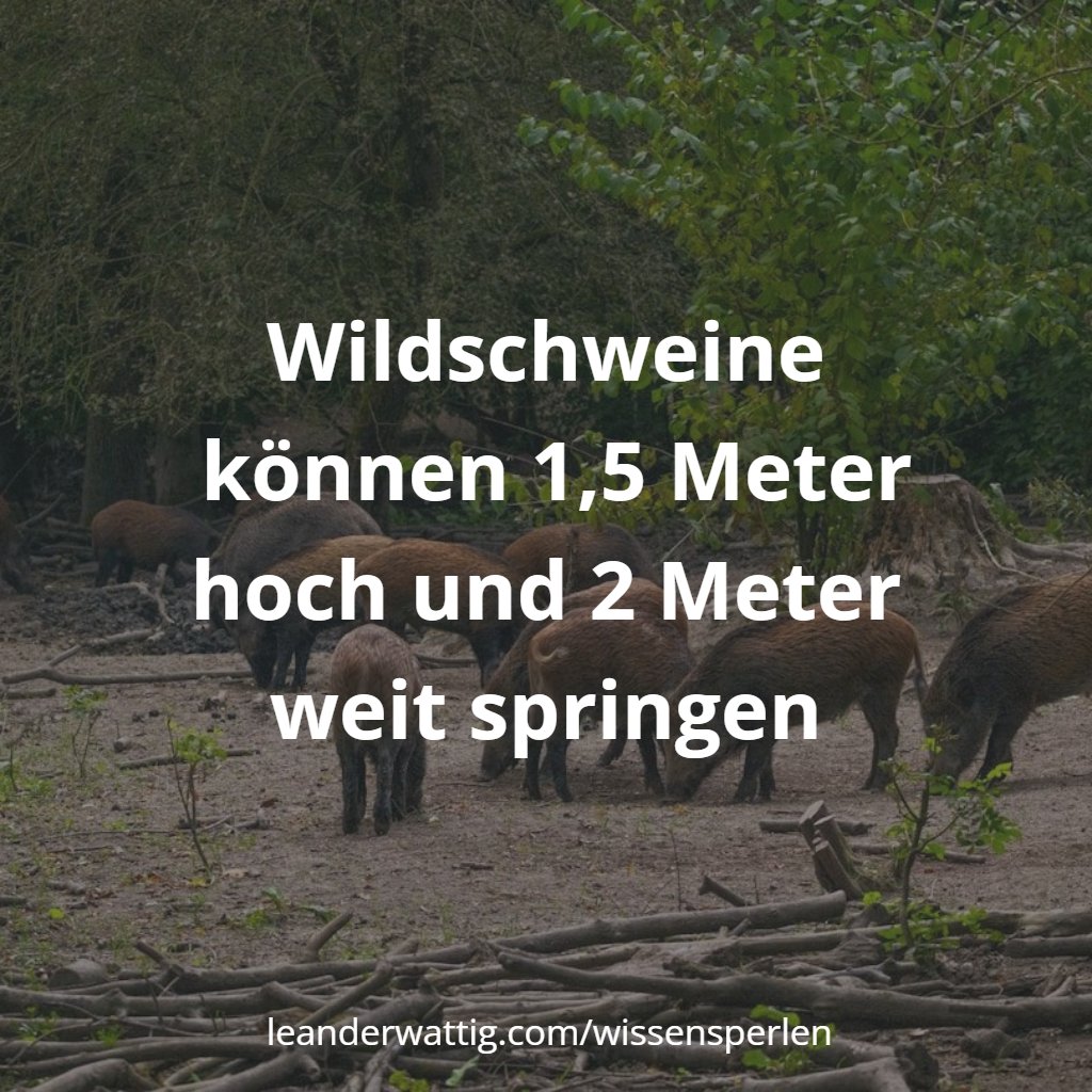 wissensperlen's tweet image. Quelle: leanderwattig.com/wissensperlen/…
#Wildschweine #Natur #Wissen