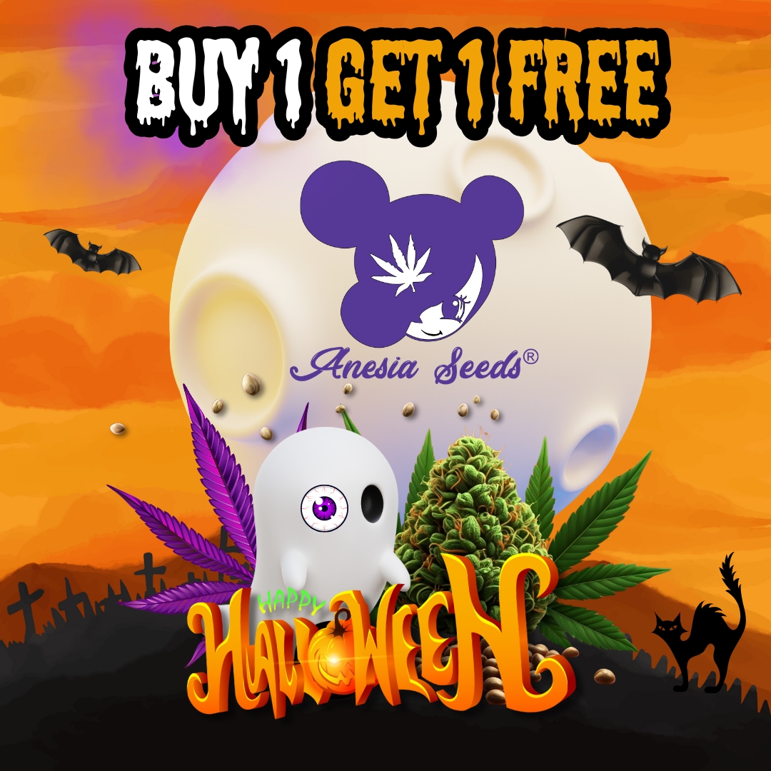 🎃👻 Trick or BEWARE! 👻🎃

This Halloween, the chills come with thrills: Buy ANY pack size and get the same size FREE! 😱🕸️ Double the seeds, double the fun… but only if you dare! 💀

No tricks here, just a wicked deal waiting to haunt your grow room. Grab yours before this