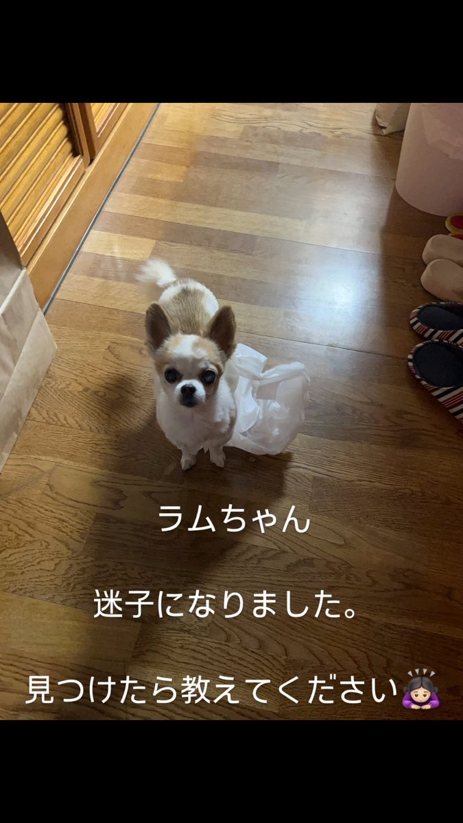 fuyuka__0111's tweet photo. 10月30日（水）
朝4:30頃
家から出てそのまま帰ってこなくて迷子になりました
チワワ
人懐っこくなくて追いかけると逃げます
老犬です

東京都
羽村市 https://t.co/YD8X7d6SZA