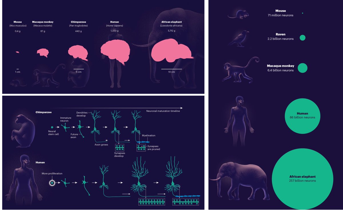 Eric Topol (@erictopol) on Twitter photo Great <a href="/Nature/">nature</a> infographic on what's different about the human brain
nature.com/immersive/d415… <a href="/nikinks/">Nik Spencer</a> <a href="/minikerri/">Kerri Smith</a> Great <a href="/Nature/">nature</a> infographic on what's different about the human brain
nature.com/immersive/d415… <a href="/nikinks/">Nik Spencer</a> <a href="/minikerri/">Kerri Smith</a>