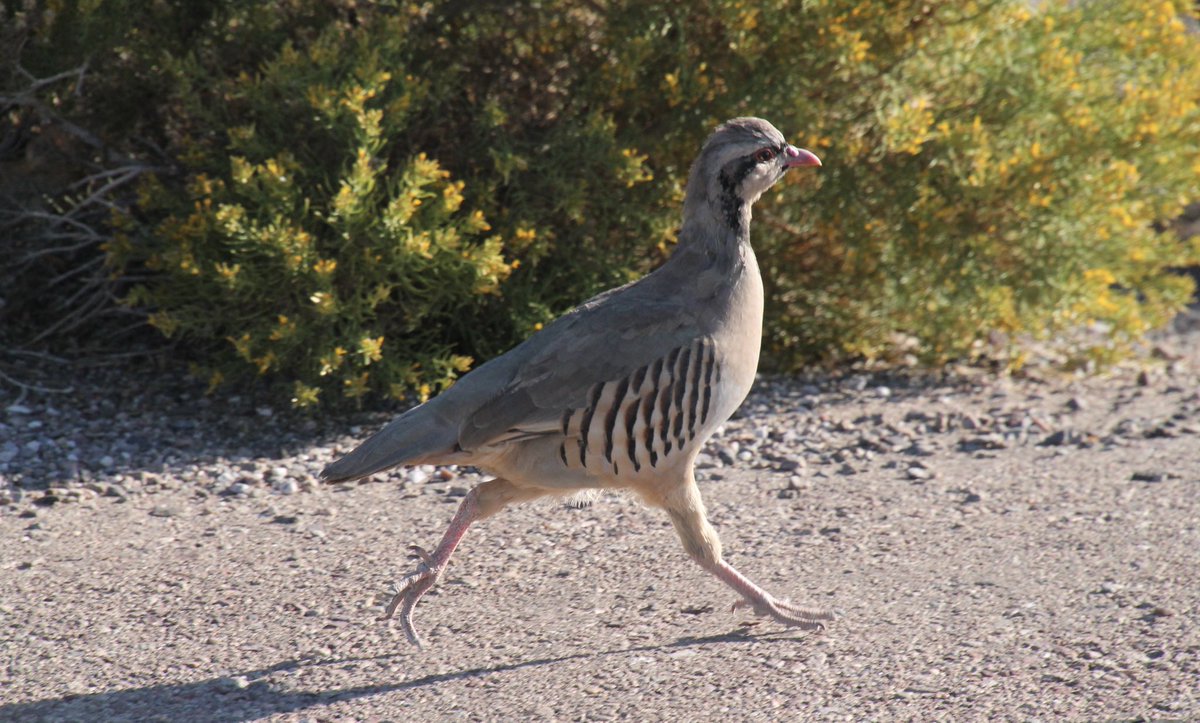 esteller’s jay tweet media