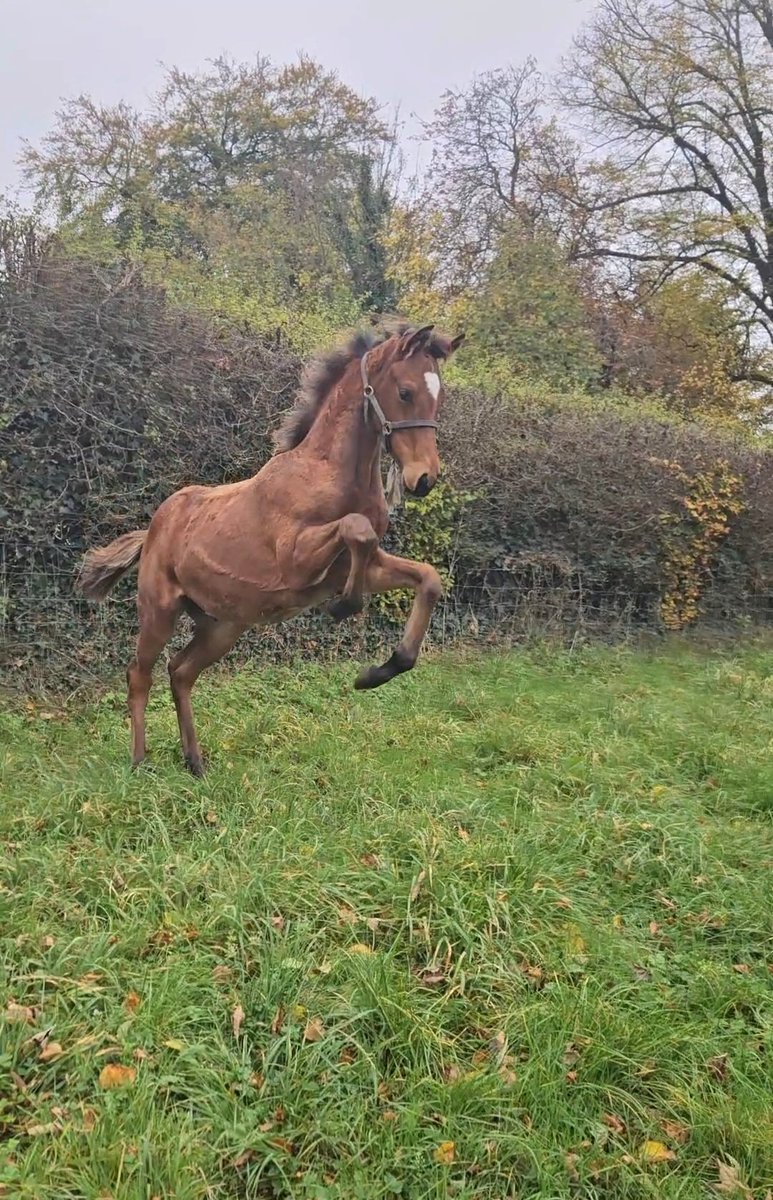 Castlefergus Stud tweet media