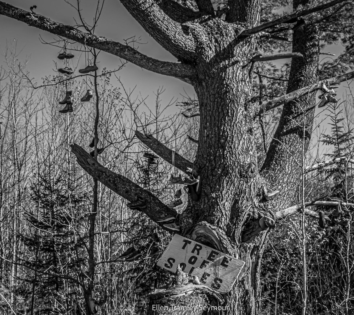Saw this “Tree of Soles” a few times in my travels, stopped by yesterday to get some pictures!