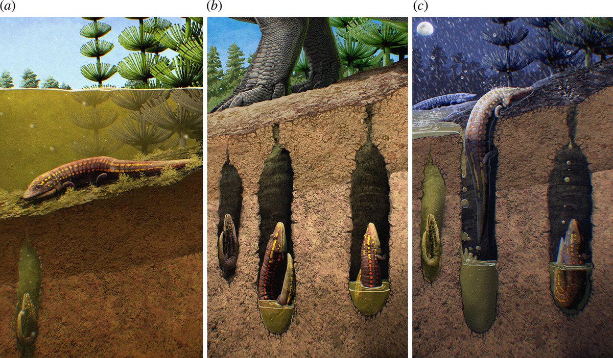 New paper! Led by <a href="/calvincfso/">Cal So 蘇震峰</a> with <a href="/AaronKufner/">Aaron Kufner</a> and <a href="/PaleoBadger/">Dave Lovelace</a>, we report a really singular assemblage of stereospondyl amphibians from the Triassic (art here by <a href="/SerpenIllus/">Gabriel N. U.</a>)

royalsocietypublishing.org/doi/10.1098/rs…

1/