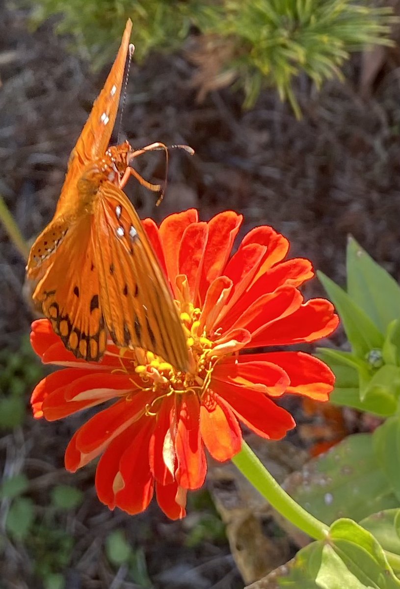 PiedmontPhysic's tweet photo. Wrapping up October with some vibrant fall colors at the Piedmont Physic Garden in Union, South Carolina. #garden #flower #butterfly #nature #getdowntoearth https://t.co/FWFoHfdsMd