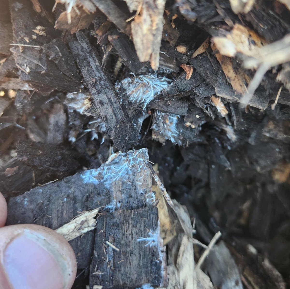 Saporophytic Fungi (nature's nutrient cyclers) turning dead plant material into available nutrients for next year's crops!

Most conventional agriculture  fields don't see this on their fields due to fungicide applications and high salt fertilizers. With EcoTea on your side, that