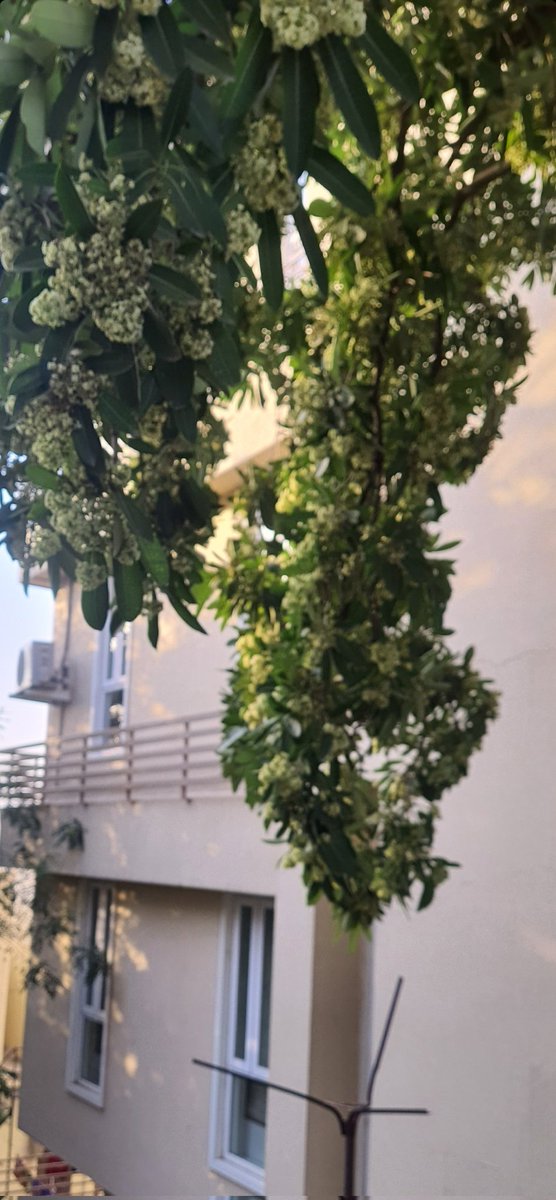Naresh06218300's tweet photo. You can see the Saptaparni tree at many places in Vadodara. It is a tree with beautiful and fragrant flowers! If its flowers bloom, then understand that autumn has come. Its flowers bloom only in autumn and are fragrant throughout the night. 

Take a look at this  tree https://t.co/hzn6ftM9Vh