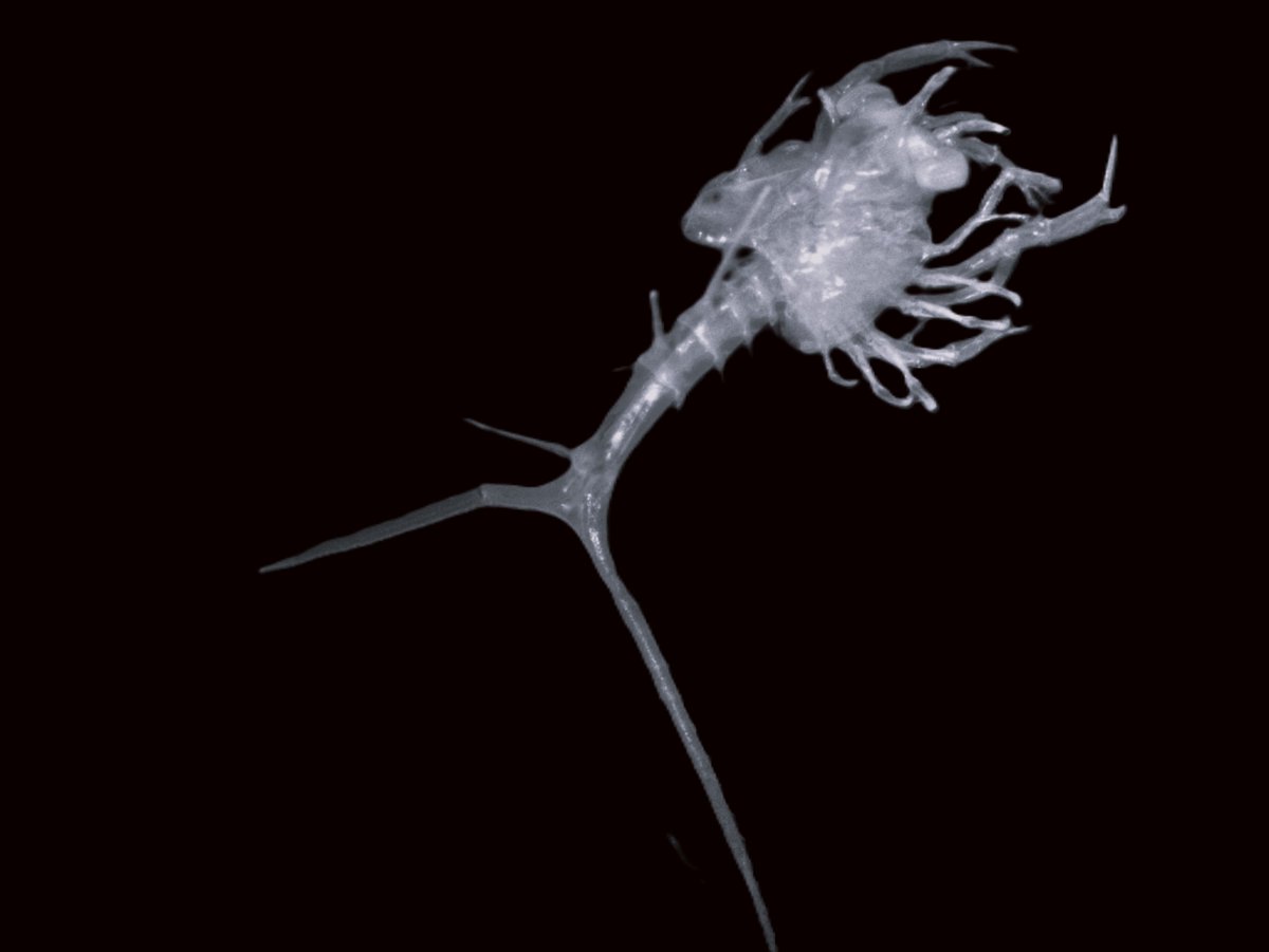 Hannah Lloyd-Hartley (@hannahlloydh) on Twitter photo A perfect Nephrops norvegicus (Dublin Bay Prawn) larvae.
He was found in a sample from 9 years ago.
🌊🦐🔬
<a href="/ecology_ncl/">Ecology Group, Newcastle University</a>
<a href="/SciencesNCL/">Sciences at Newcastle</a> A perfect Nephrops norvegicus (Dublin Bay Prawn) larvae.
He was found in a sample from 9 years ago.
🌊🦐🔬
<a href="/ecology_ncl/">Ecology Group, Newcastle University</a>
<a href="/SciencesNCL/">Sciences at Newcastle</a>