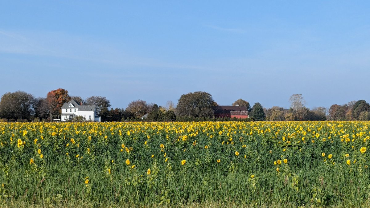 Hard to believe this is October 30th.  Field of Sunflowers near Colchester, ON
<a href="/WE_SEE_/">W.E. S.E.E.</a>  <a href="/Bowler1961/">Tony Annyschyn</a> #ShareYourWeather
