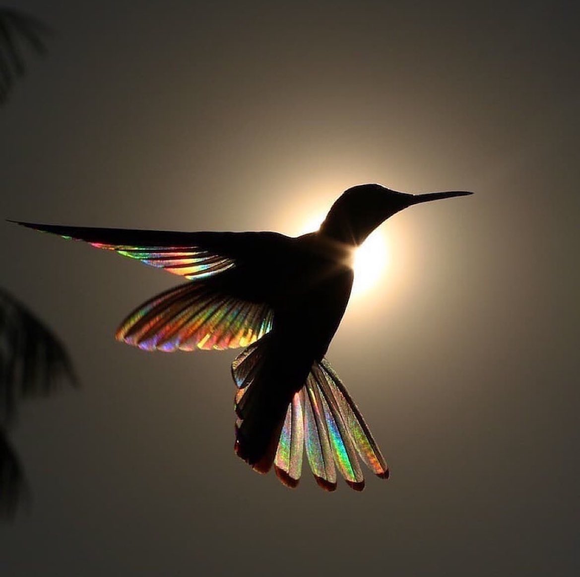 A once in a lifetime shot ✨