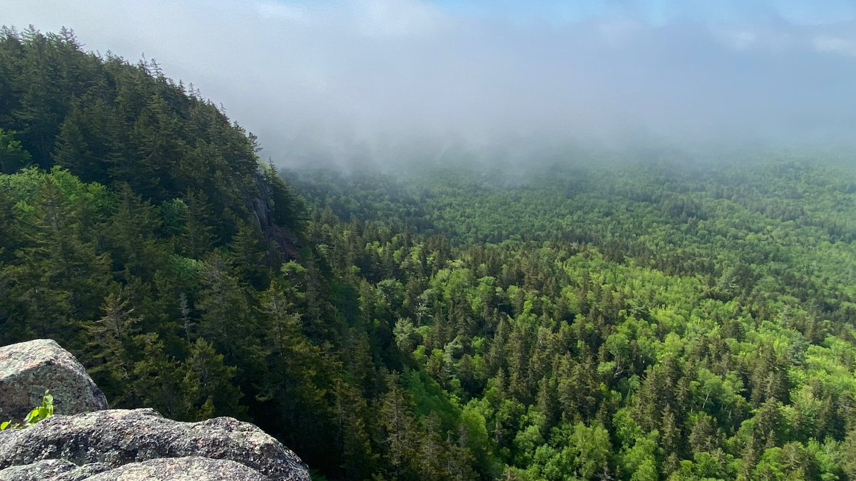 MattBetts11's tweet image. Natural climate solutions (often tree planting) have been proposed to fix climate change. But how good are managed eastern Canadian forests for sequestering carbon? Harvesting released about a third of all CO2 emissions from 1985-2020 in New Brunswick. onlinelibrary.wiley.com/doi/full/10.11…