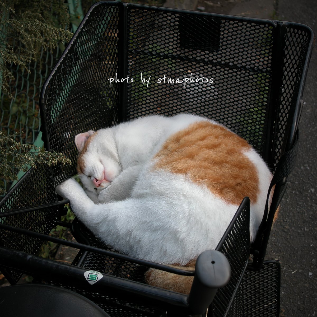 stmaphotos@横須賀市民になりました! tweet media