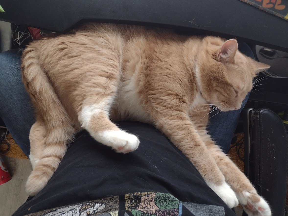 Tribble_Rangler's tweet photo. Slowly losing feeling in my legs with this chonky boy nesting but I barely use them anyways and he seems happy. https://t.co/jpj78t82Tg